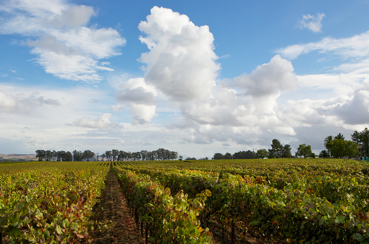 La Rocaille Vineyard
