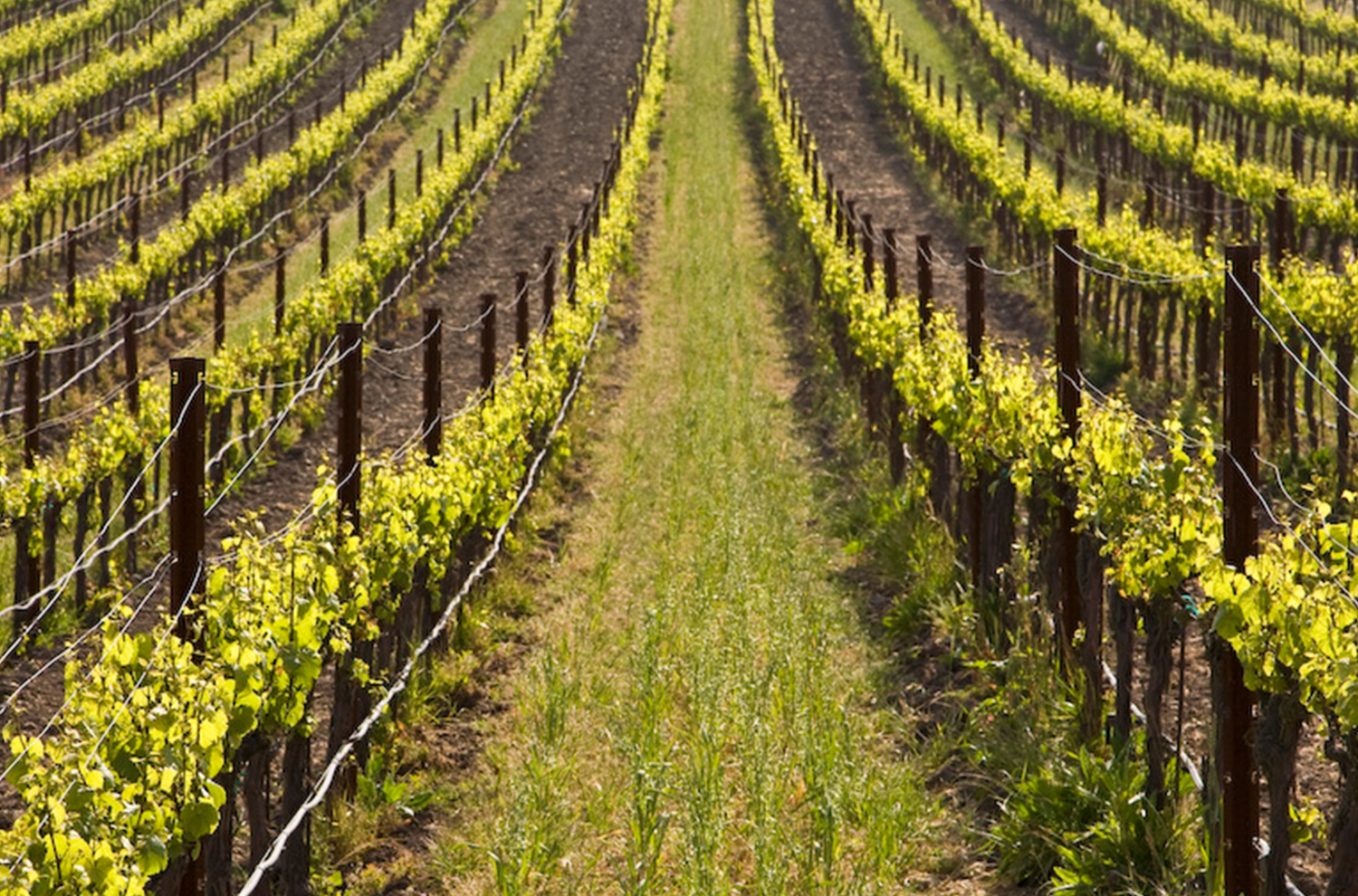 Entre Amis Vineyard