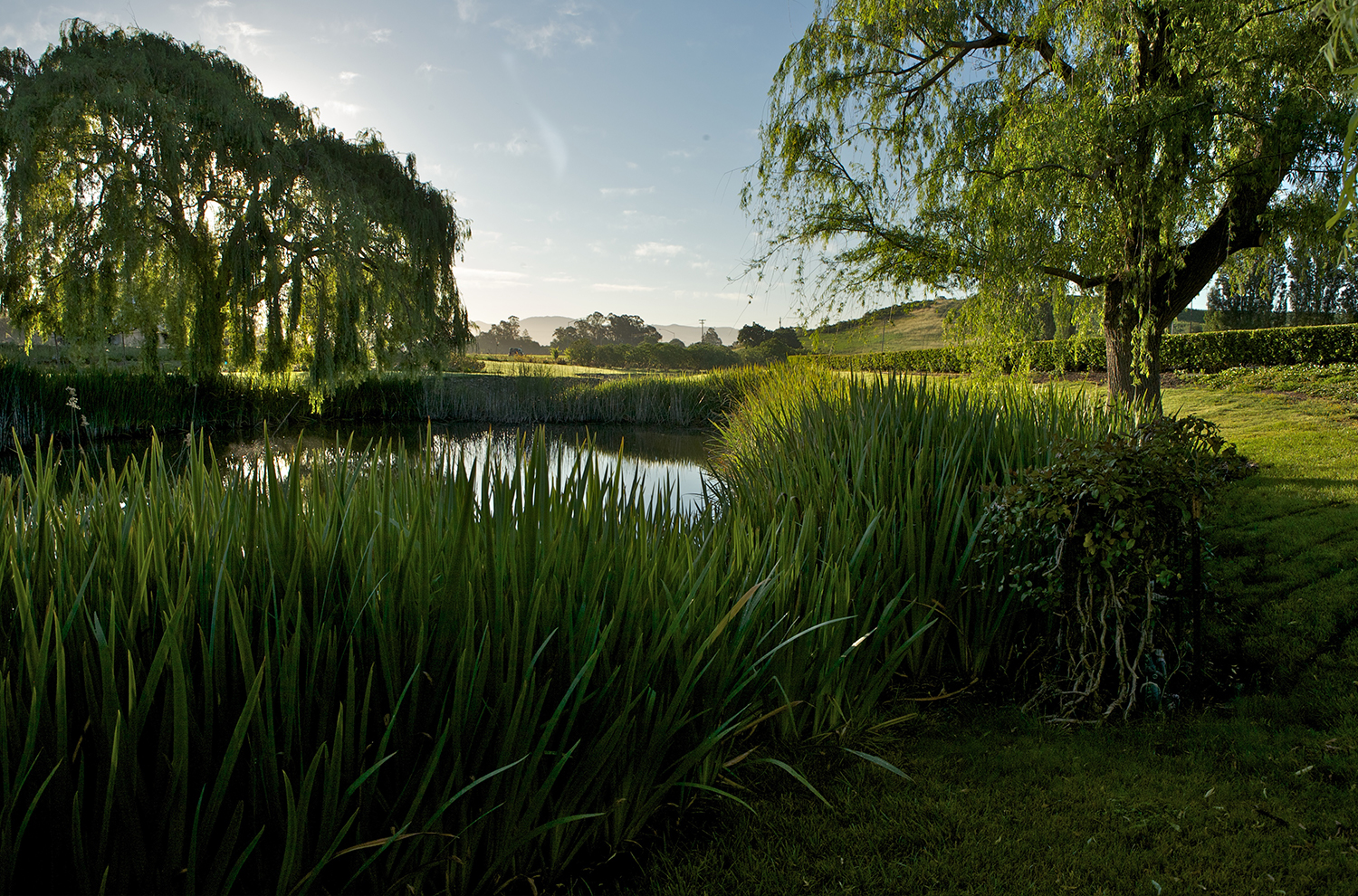 Domaine Carneros - Products - Blissful Brunch