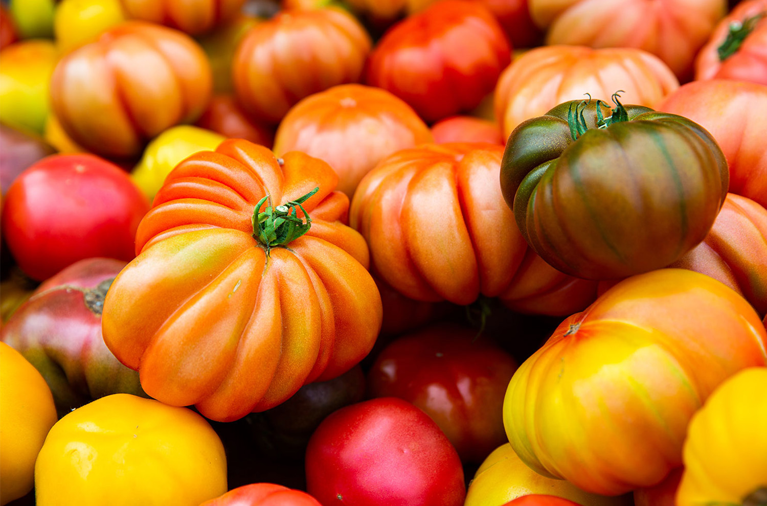 heirloom tomatoes of various colors