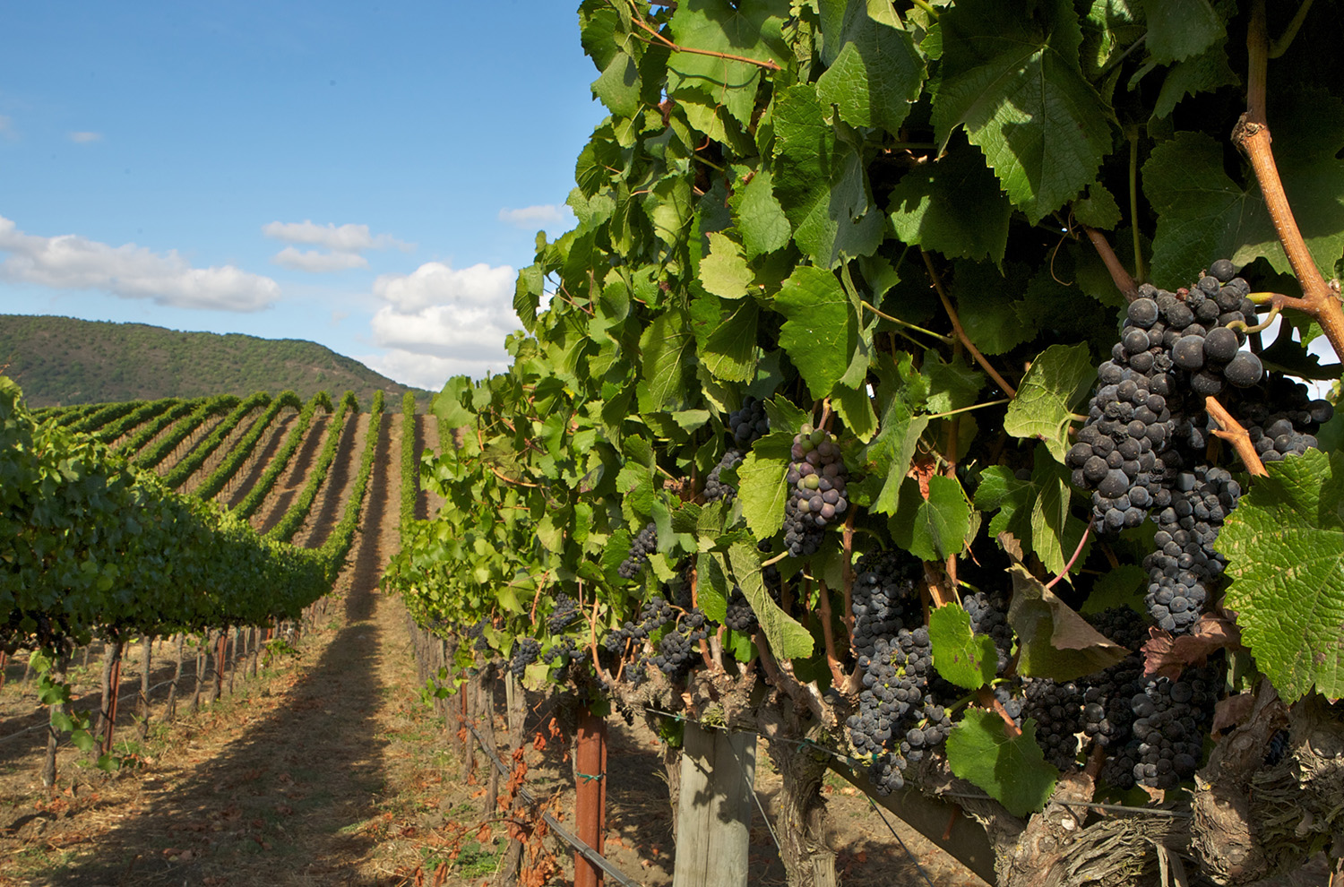 Vineyard row with clusters of Pinot Noir grapes